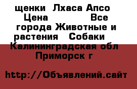 щенки  Лхаса Апсо › Цена ­ 20 000 - Все города Животные и растения » Собаки   . Калининградская обл.,Приморск г.